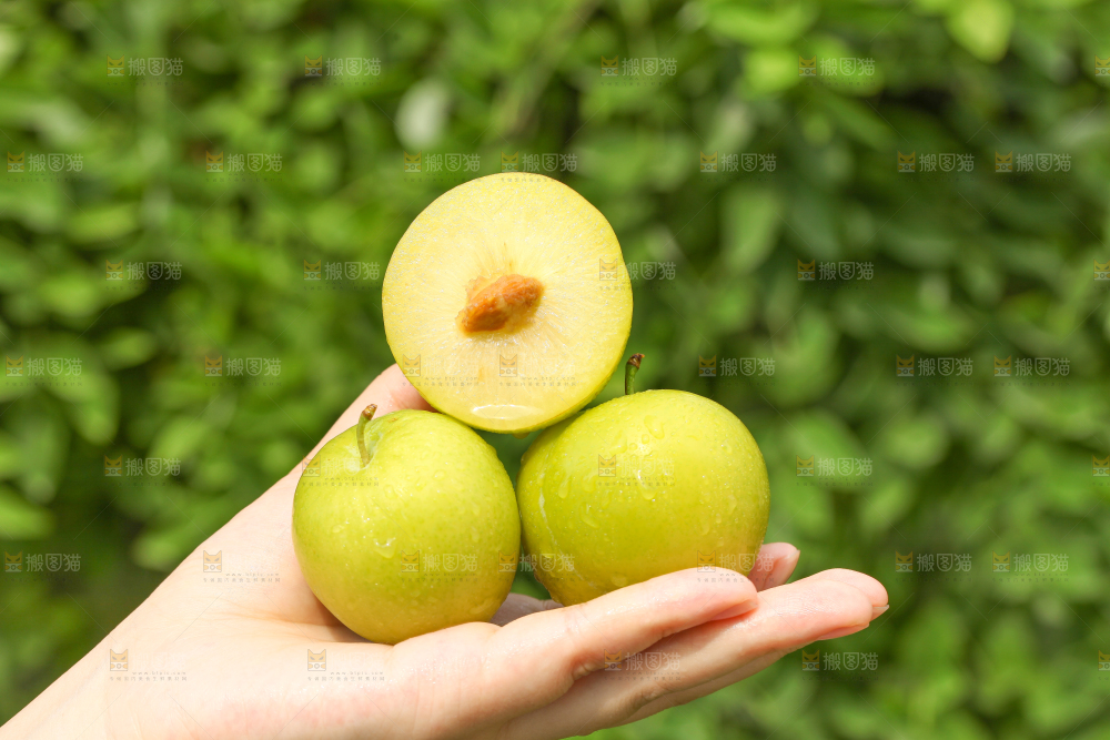 手里拿着蜂糖李子