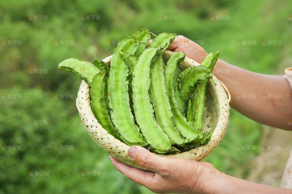 手里拿着一篮四角豆