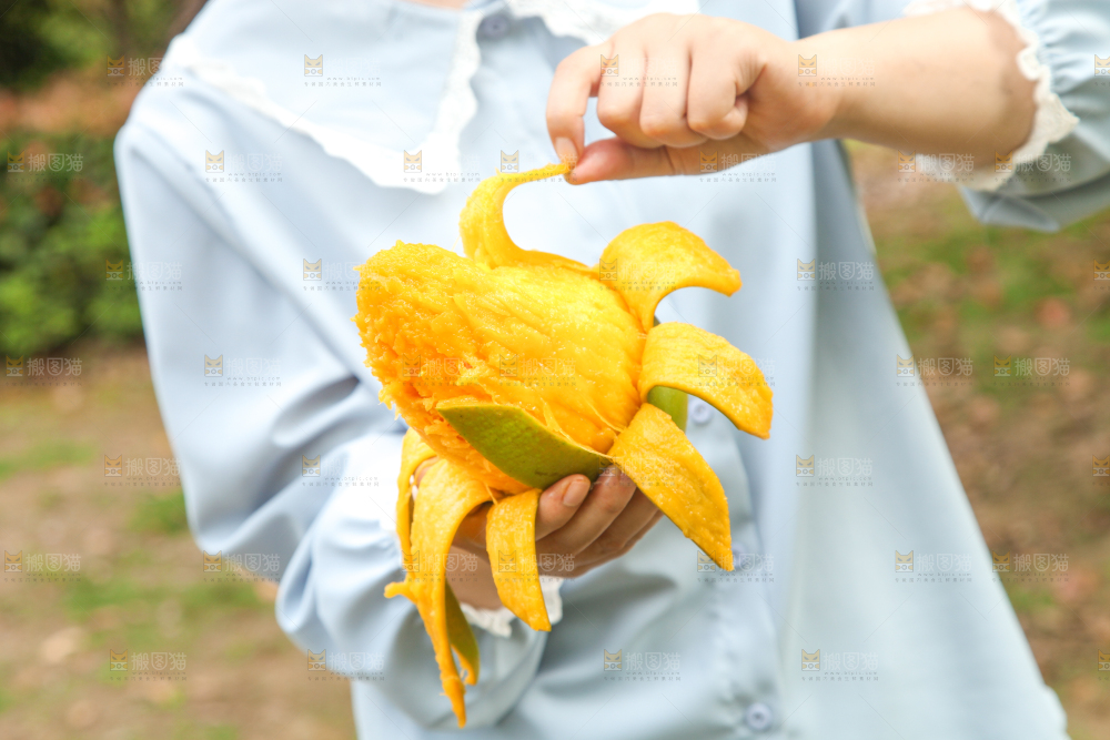 手里拿着正在剥皮的青芒