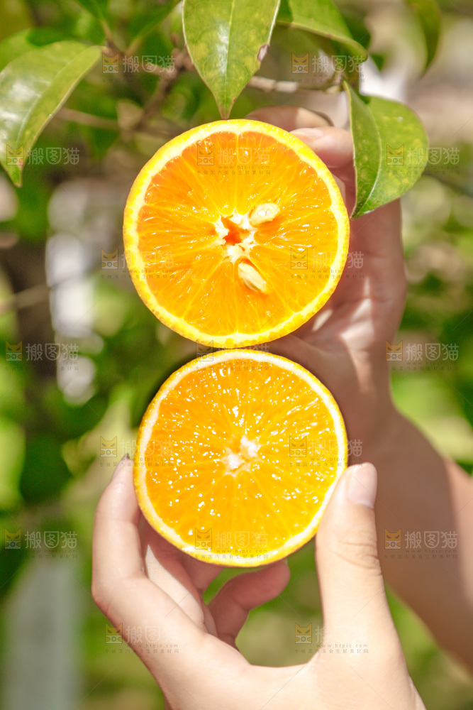 手里拿着新鲜夏橙