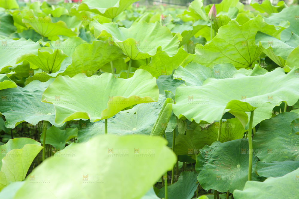 池塘里的荷叶