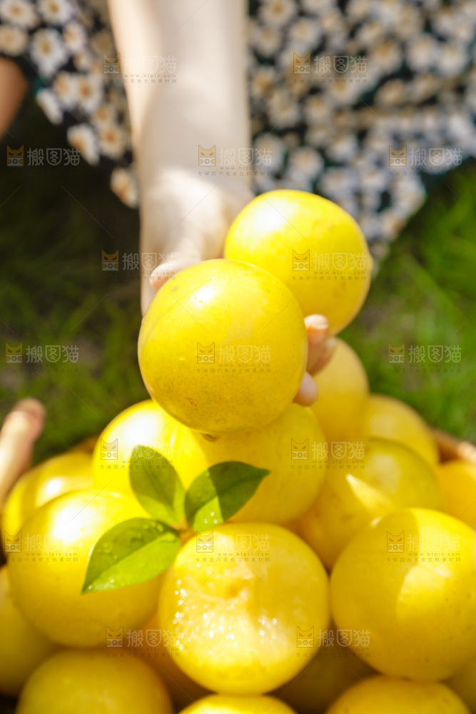 手里拿着黄金李