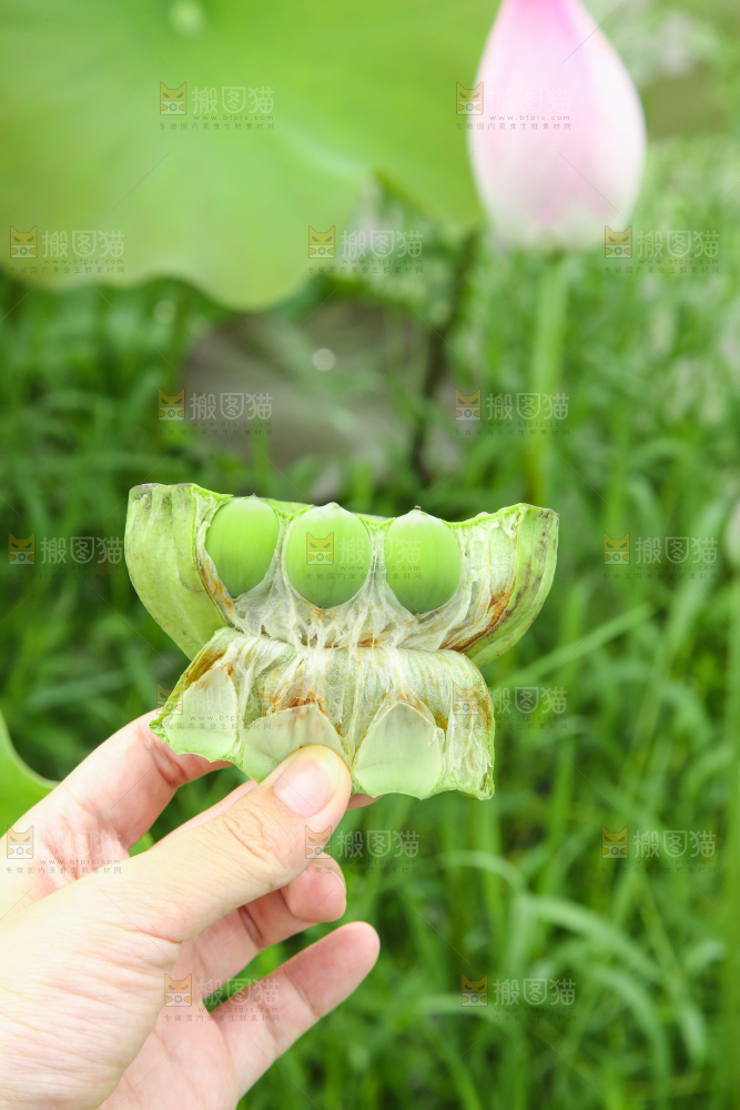 手里拿着莲子