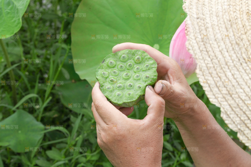 手里拿着新鲜莲蓬
