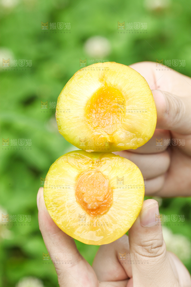 手里拿着黄金奈李