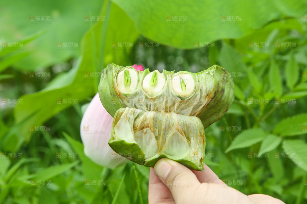 手里拿着莲蓬