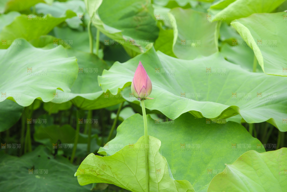 池塘里的荷叶
