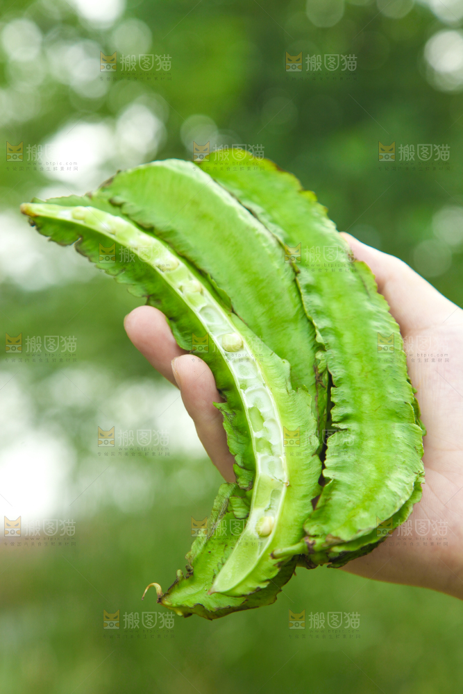 手里拿着四棱豆