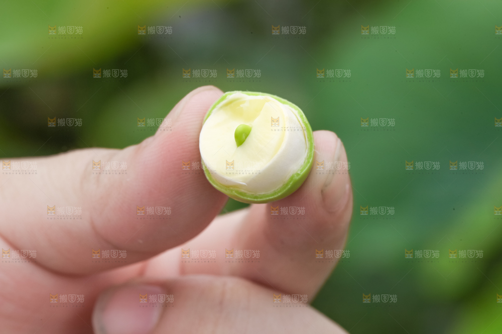 手里拿着莲子