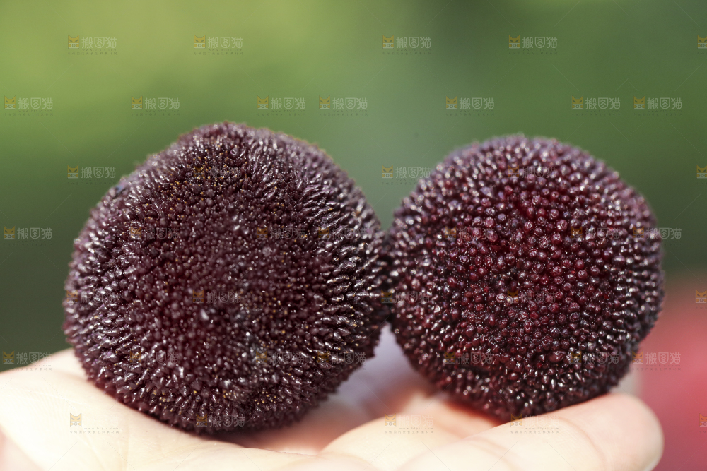 手上拿着新鲜杨梅
