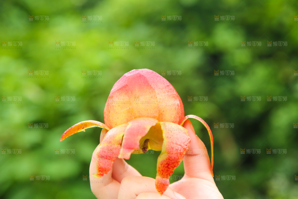 手里拿着红心李