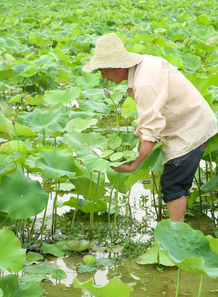 农民正在采摘莲蓬