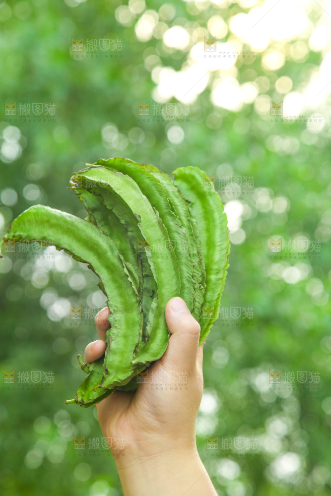 手里拿着四棱豆