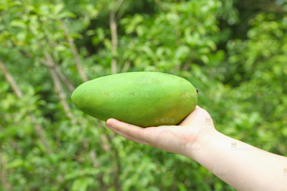手里拿着大青芒