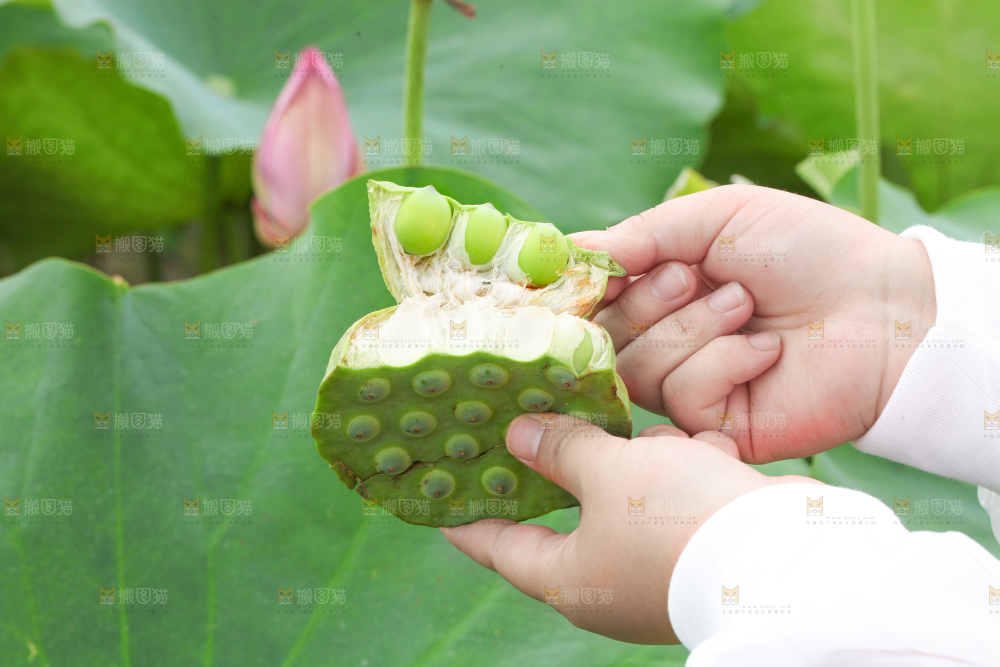 手里拿着莲蓬子