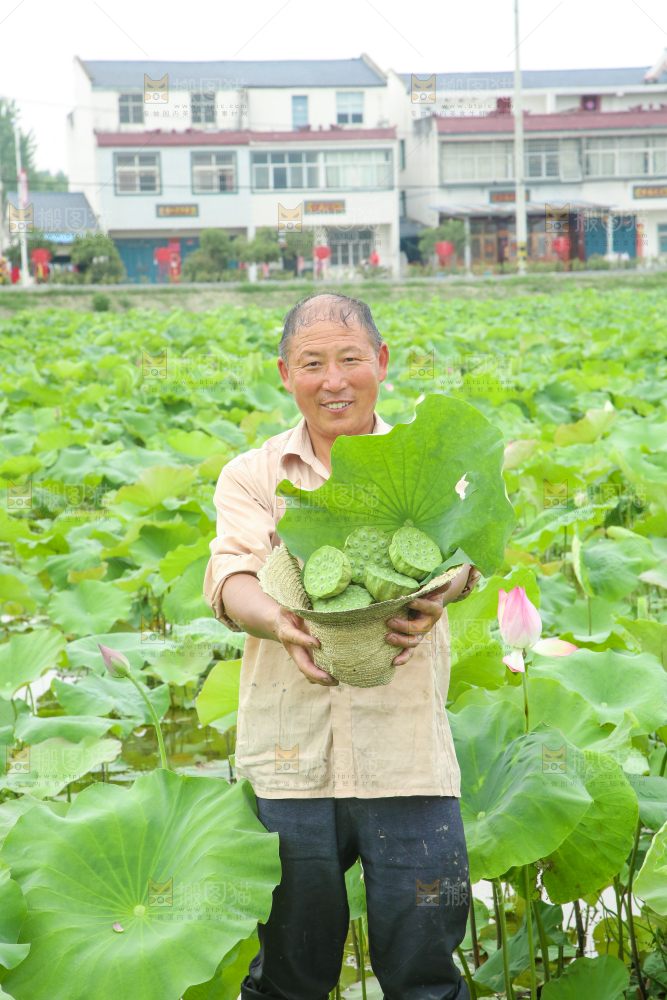 农民正在采摘莲蓬