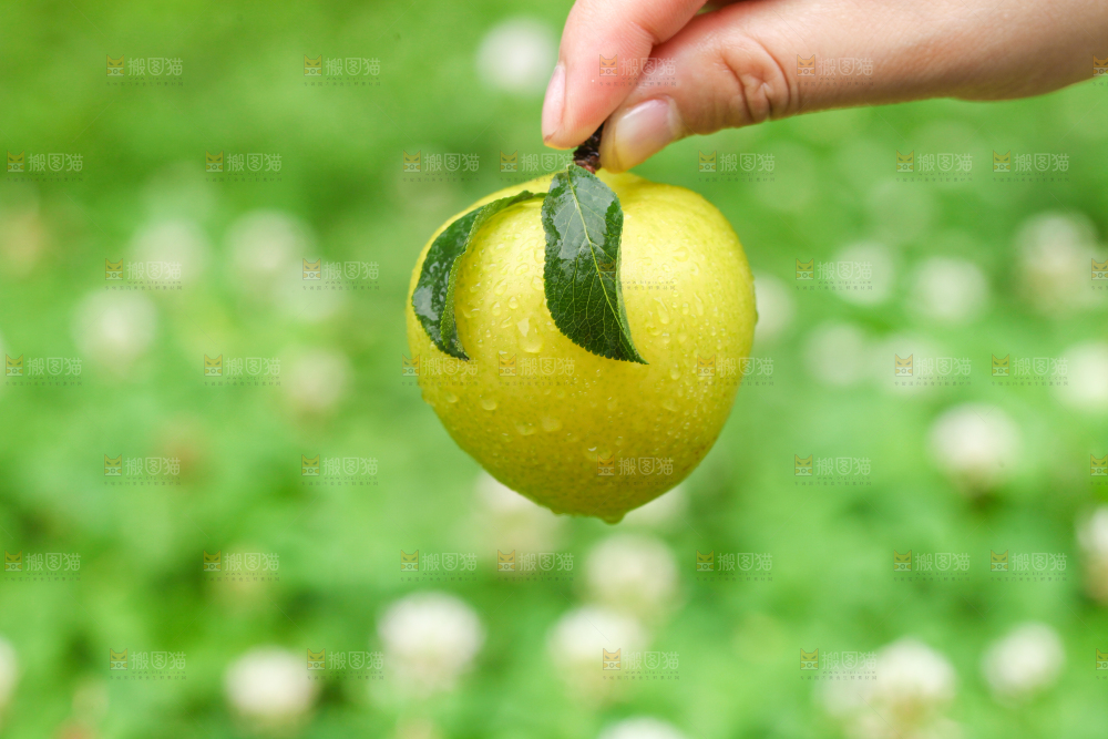 手里拿着黄金奈李