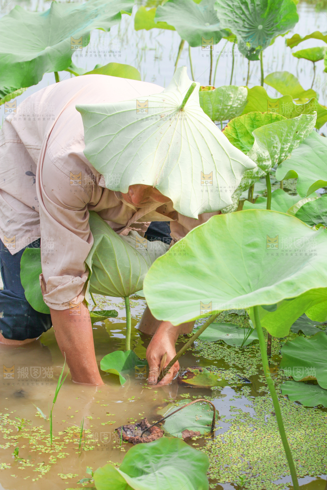 农民正在采摘藕带