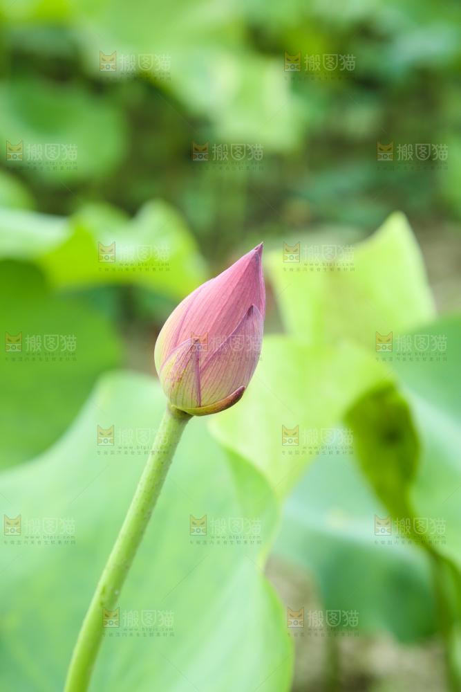 一朵荷花