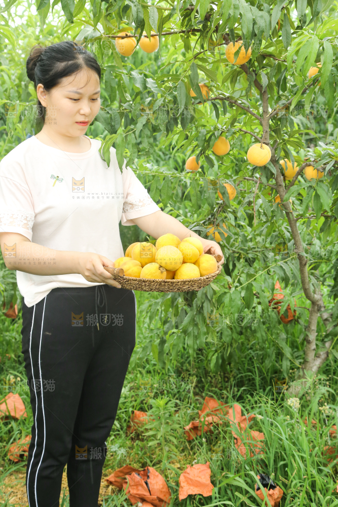 女孩正在采摘黄桃