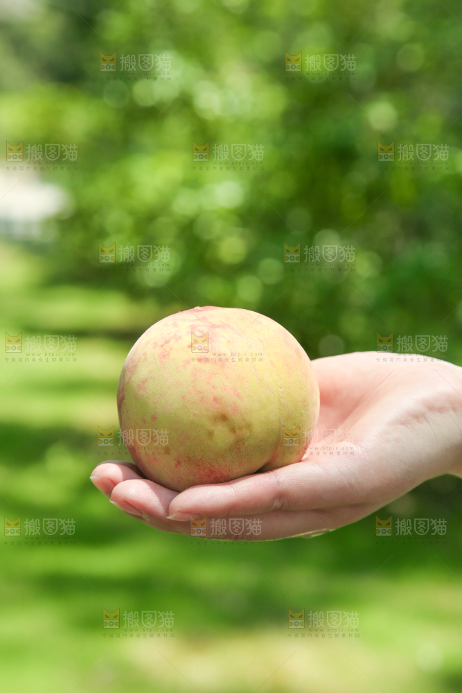 手里拿着毛桃