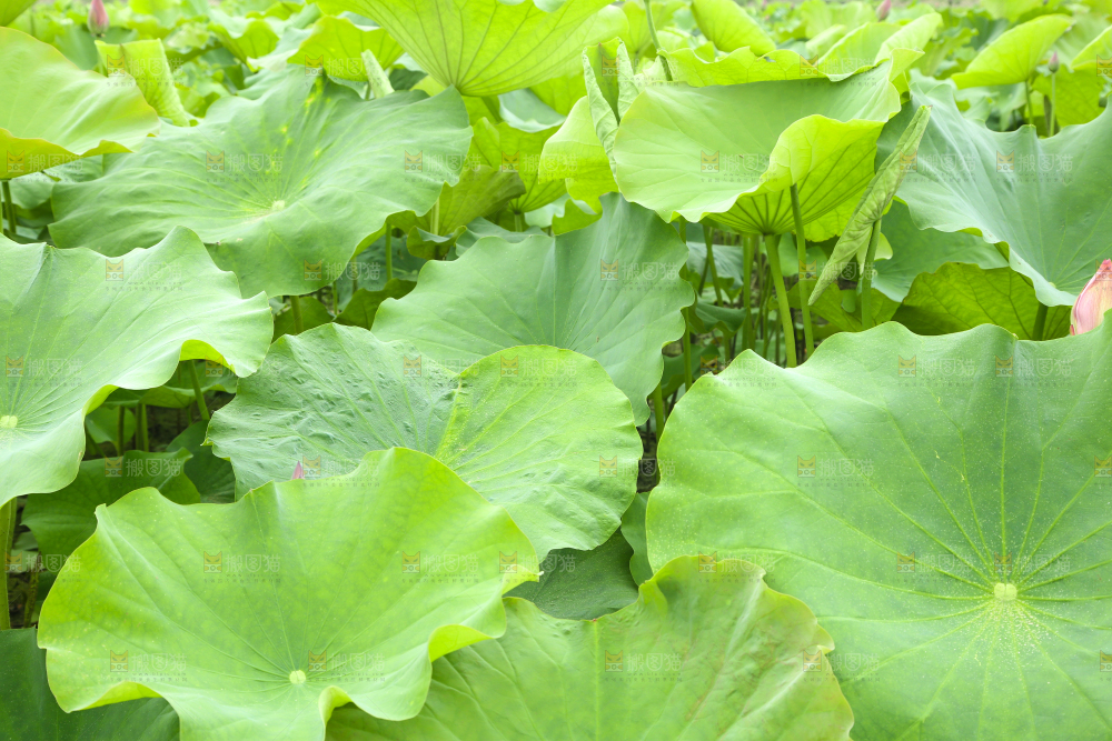 池塘里的荷叶