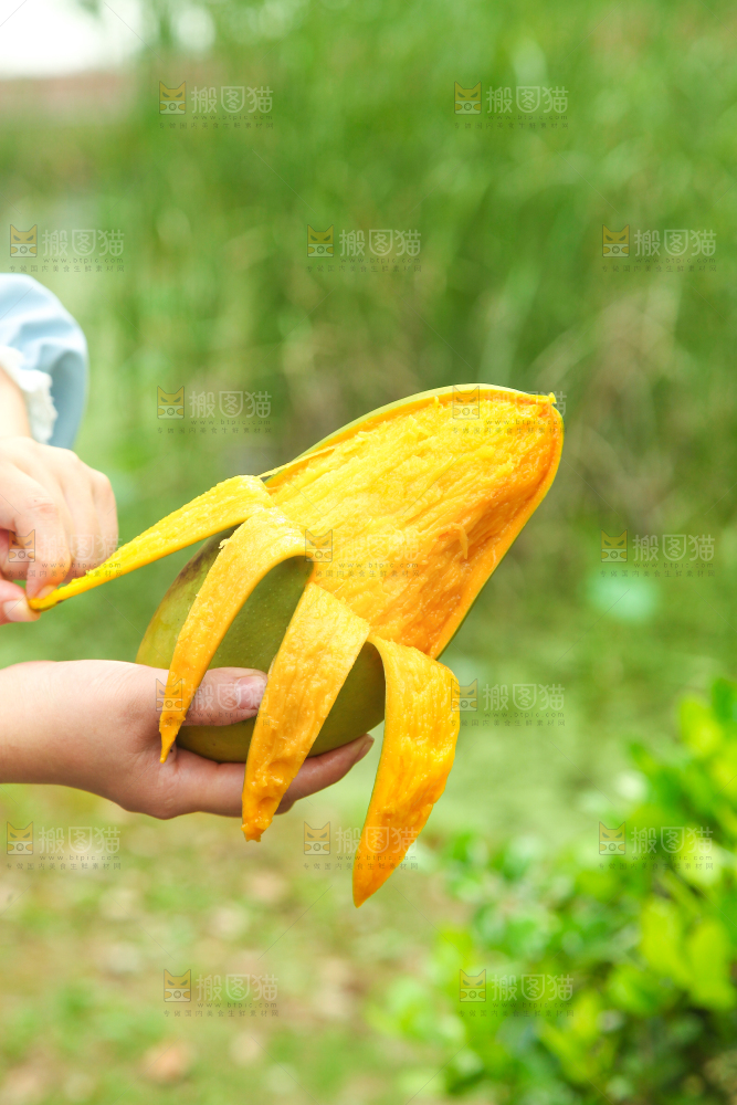 手里拿着正在剥皮的大青芒