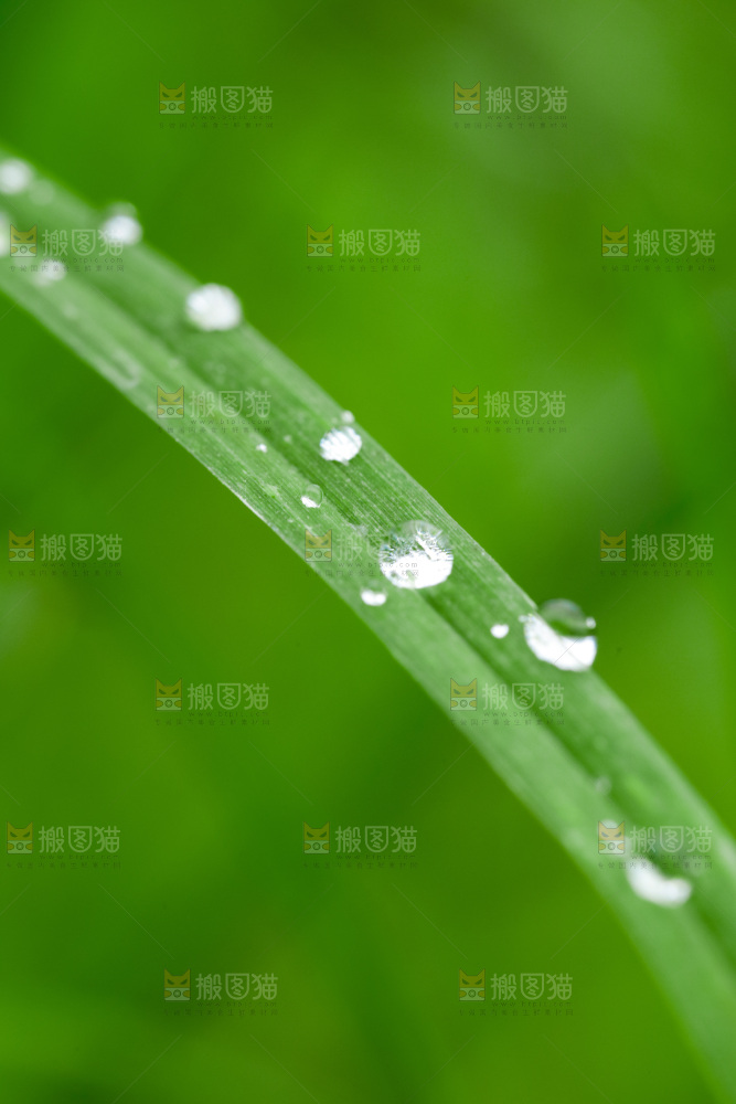 绿叶上的水珠