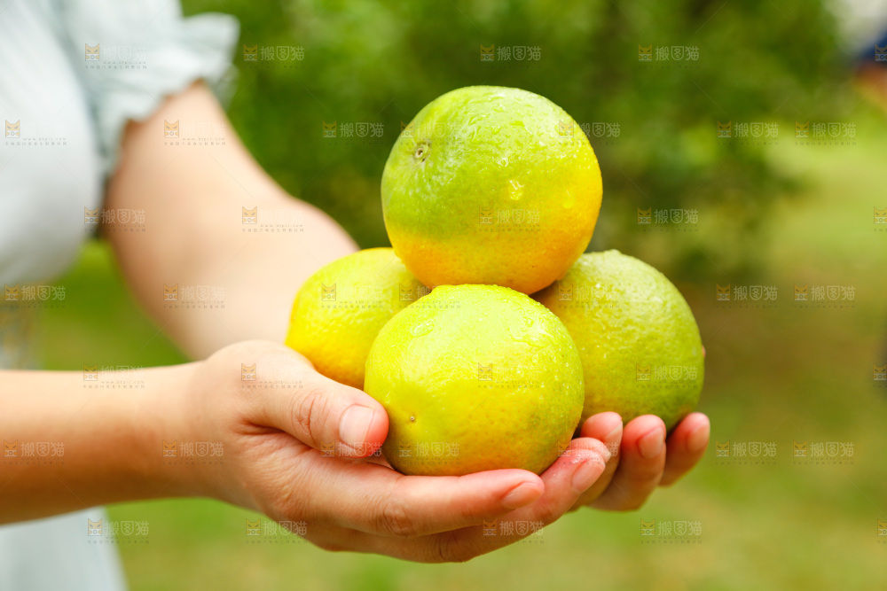 手里拿着广西桂林夏橙