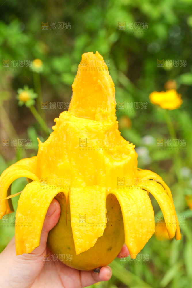 手里拿着剥皮的大青芒