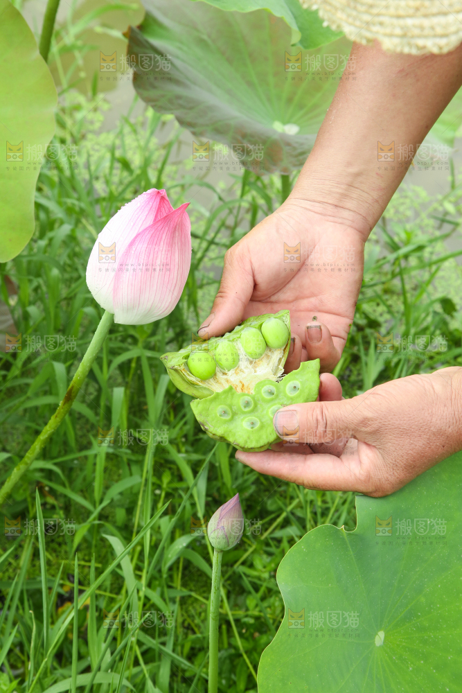 手里拿着莲蓬子