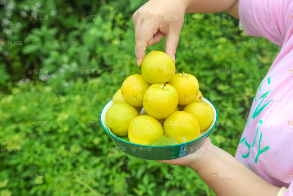 手里端着一盘黄金奈李