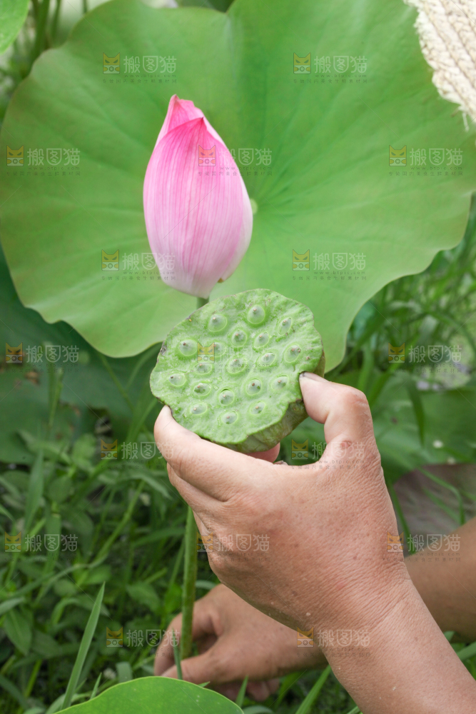 手里拿着新鲜莲蓬