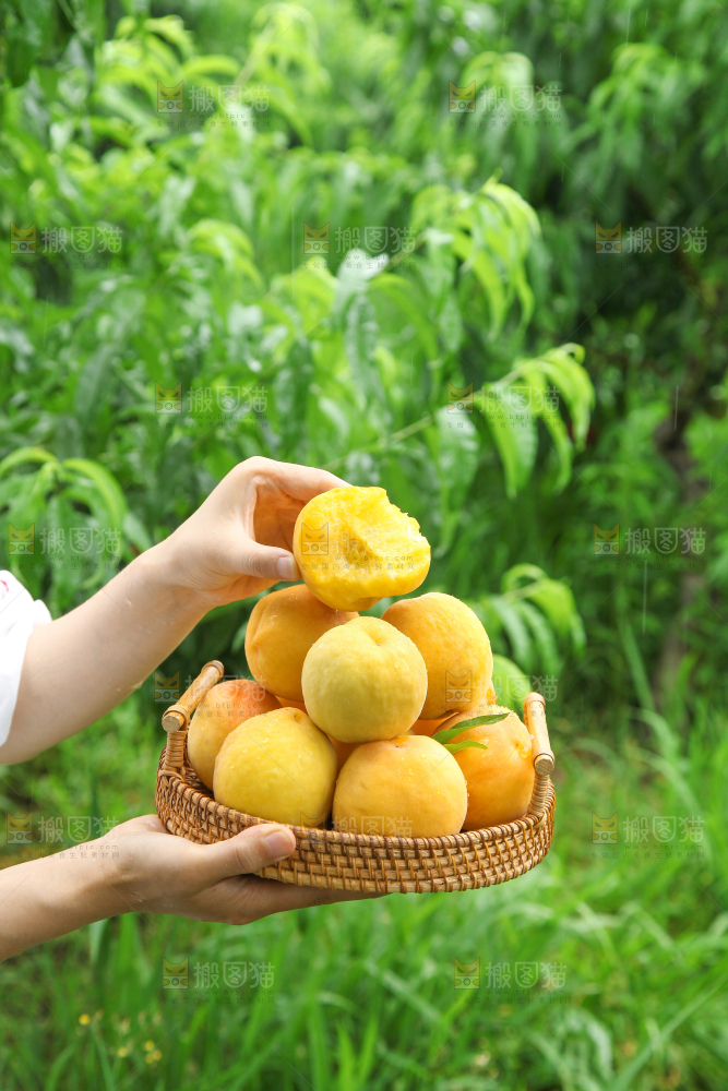 手里端着一篮新鲜黄桃