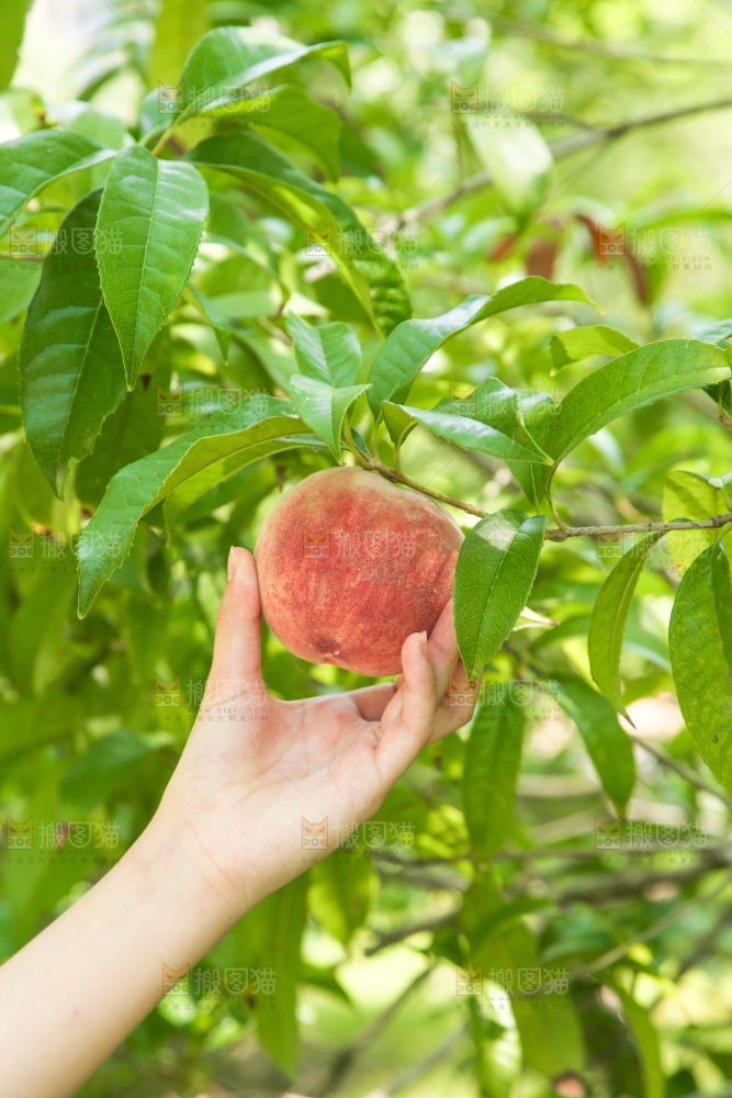 手里拿着蜜桃
