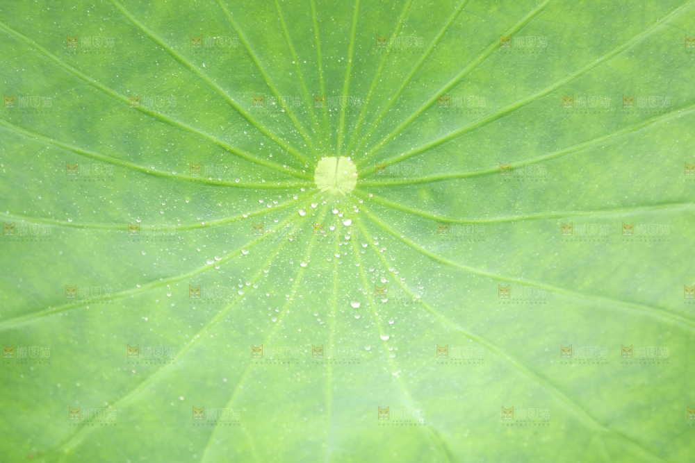 一片荷花叶子
