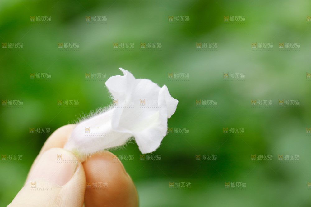 手里拿着一朵花