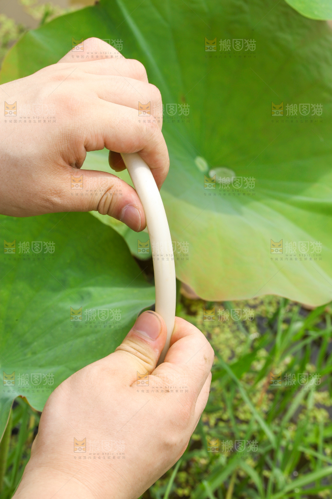 手里拿着新鲜藕带