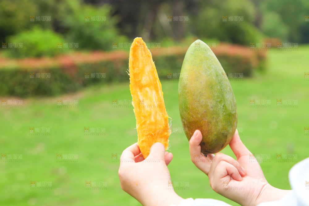 手里拿着大青芒