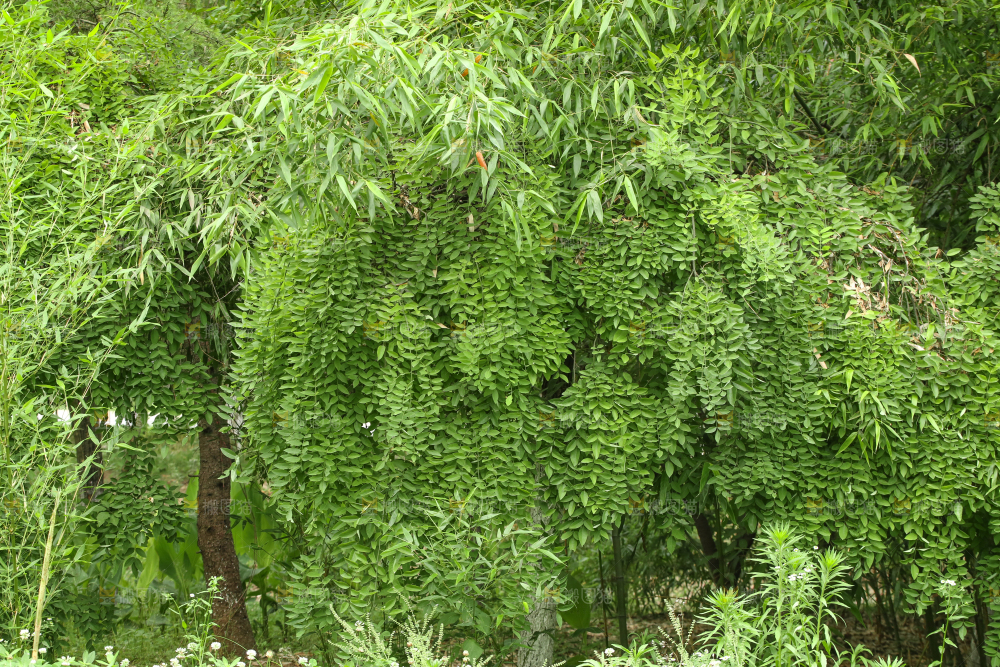 一片绿色植物