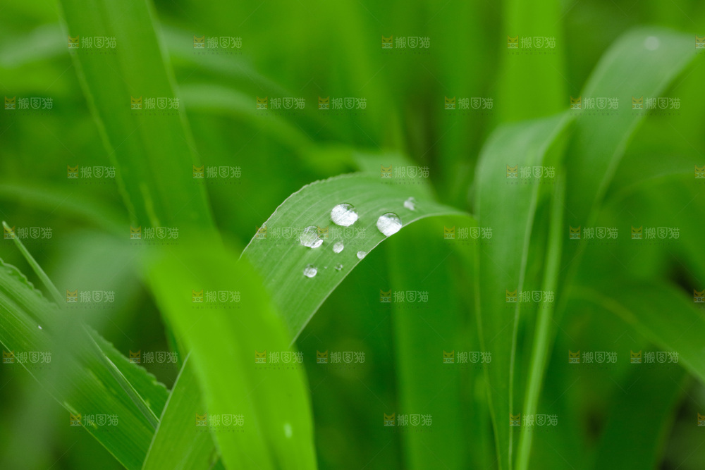 绿叶上的水珠