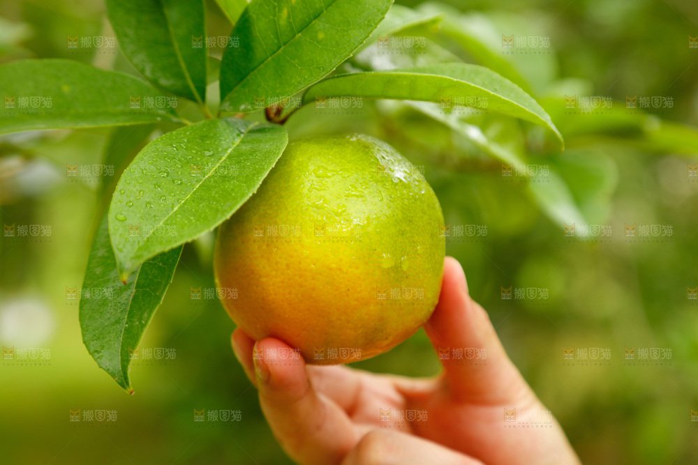 手里拿着广西桂林夏橙