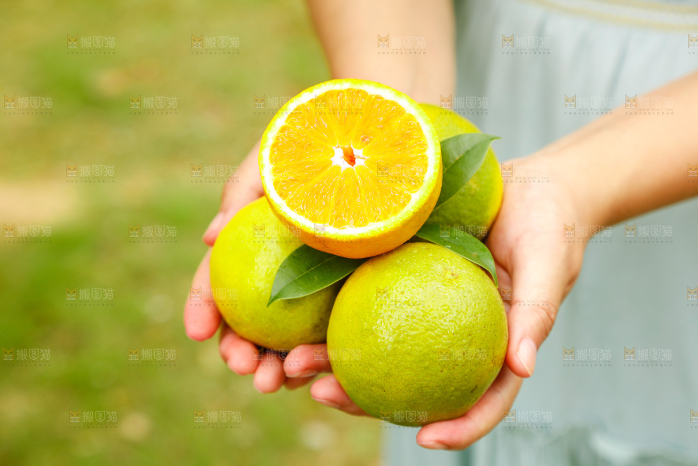 手里拿着广西桂林夏橙