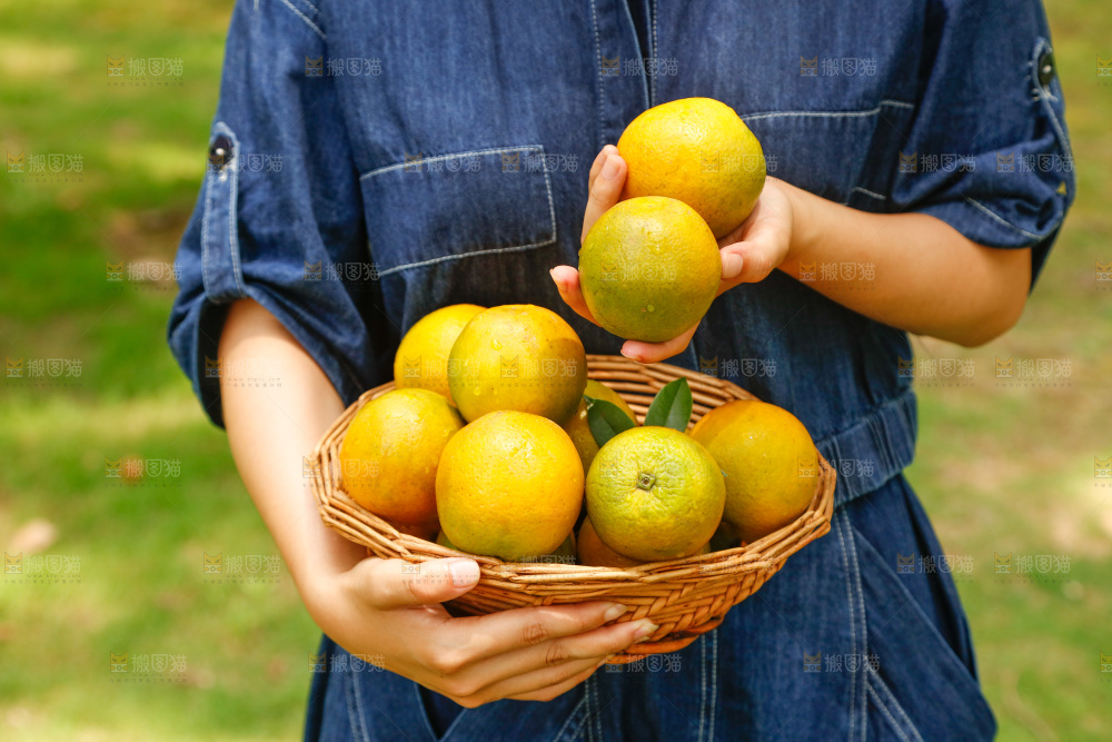 手里端着一篮秭归夏橙