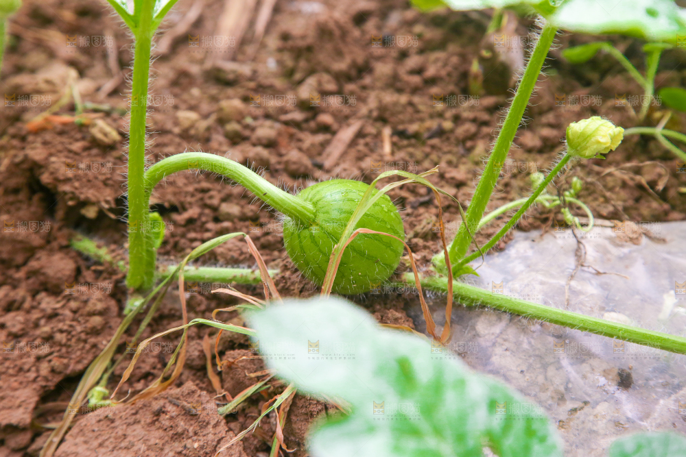 农田里种植的西瓜