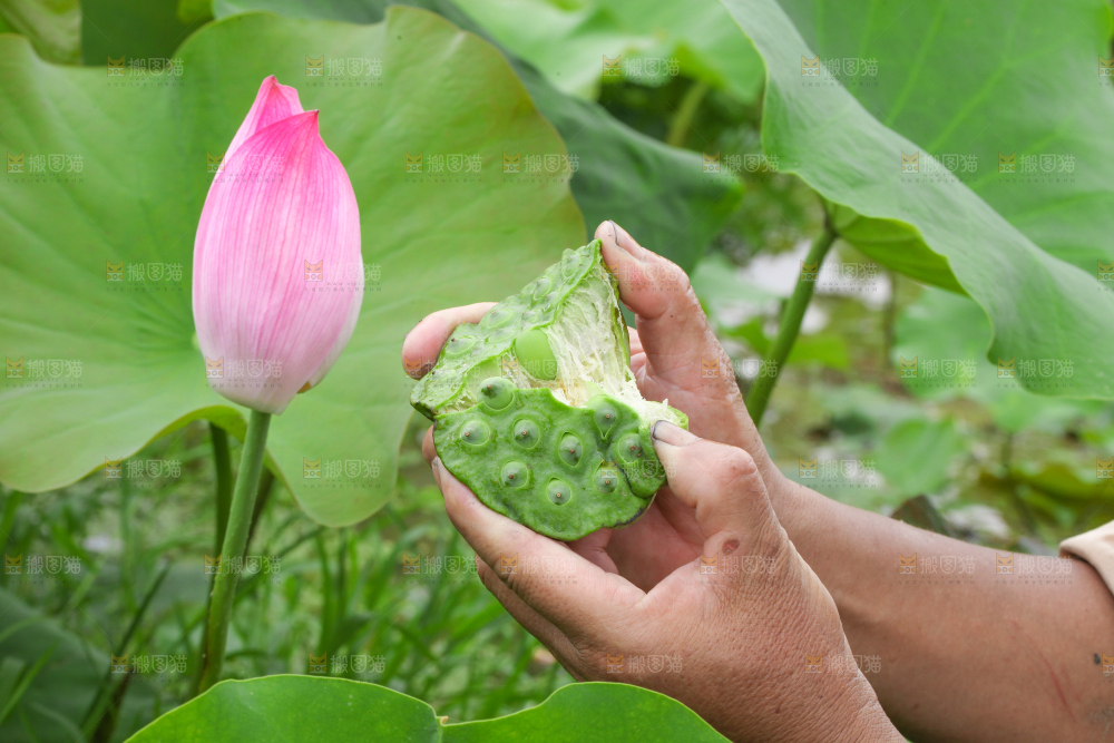 手里拿着新鲜莲蓬