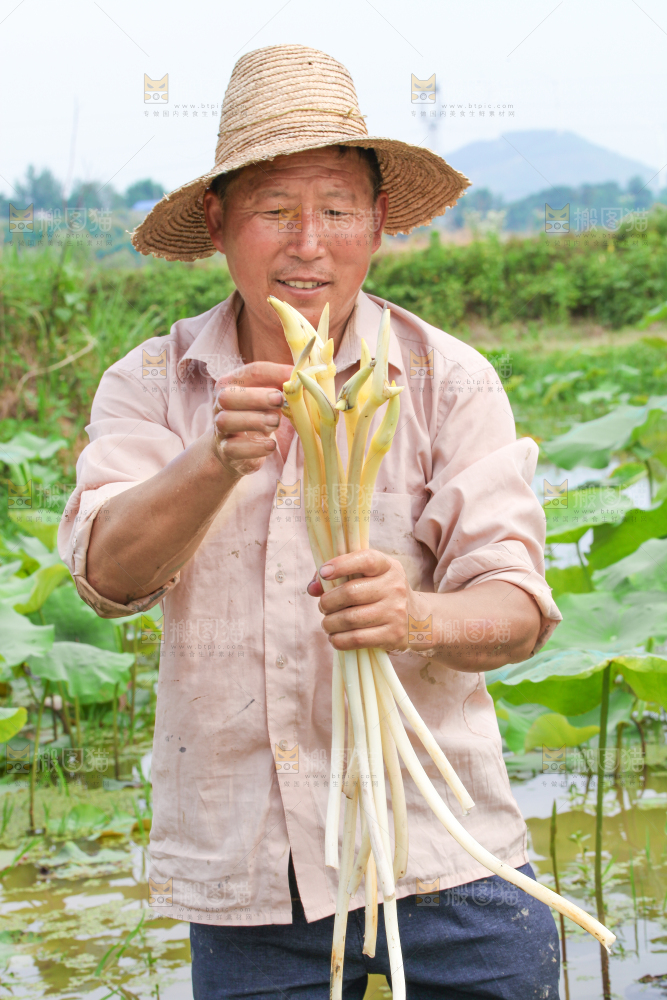 手里拿着新鲜采摘的藕尖