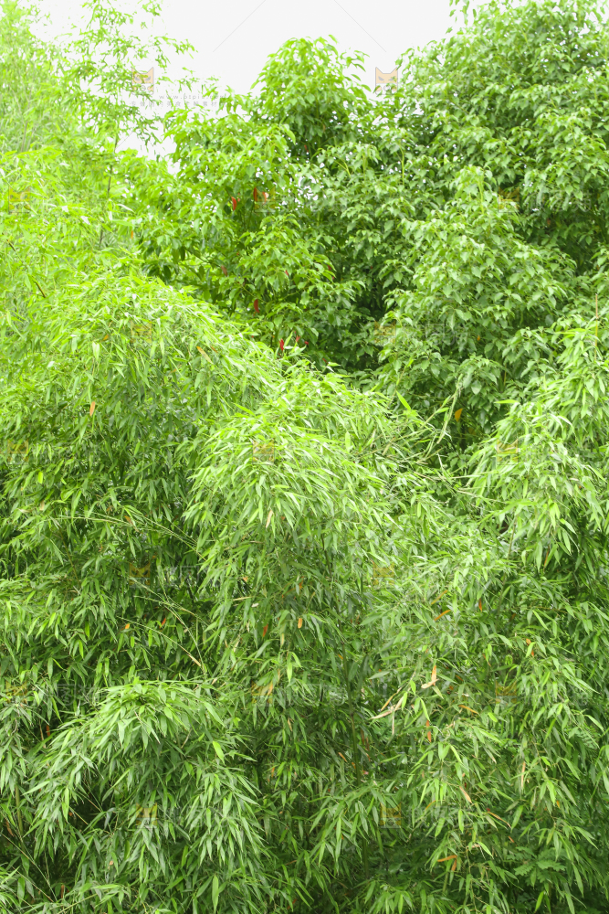 一片竹林