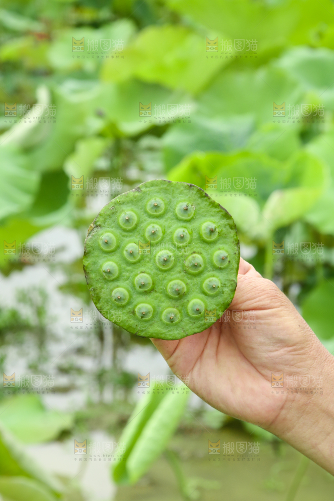 手里拿着莲蓬