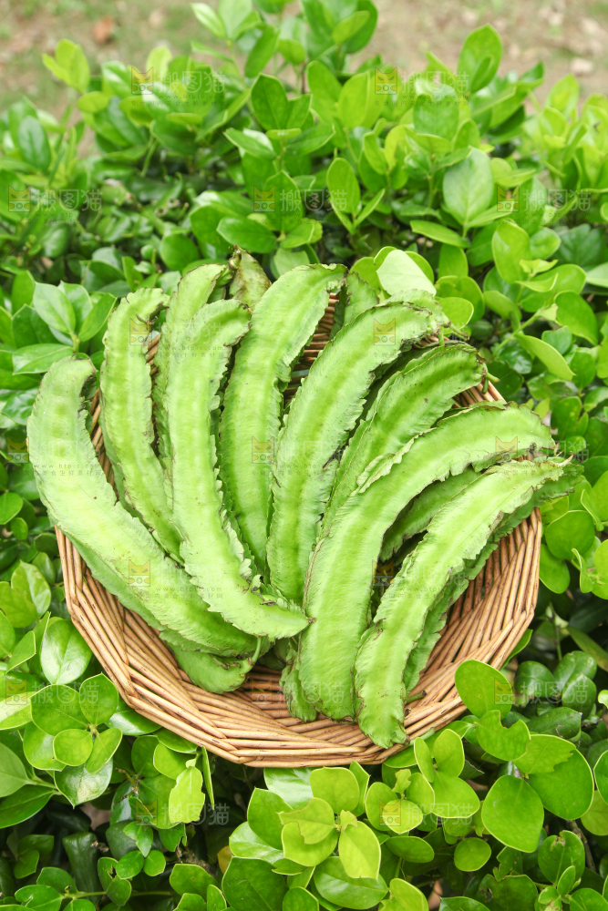 篮子里装着四角豆